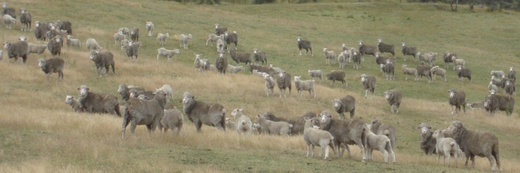 Cheviot-x-Merino-and-lambs