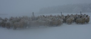Cheviots in winter
